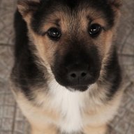 Doggy4DE