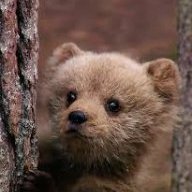 boo_bear
