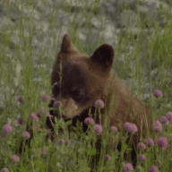 Baby_Bear