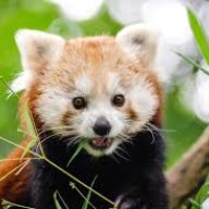 Reddest_Panda