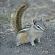 Chipmonk