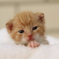 Little_Kit