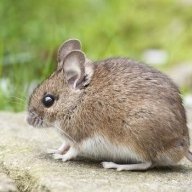 Grape_The_Inch_Mouse
