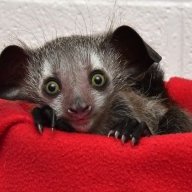 Ayeayepet