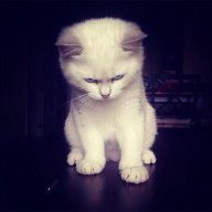 LittleMurderKitten
