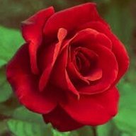 Rupali_1