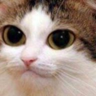 CatBoi33