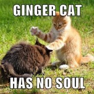 GingerKitty