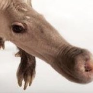 AardvarkNose