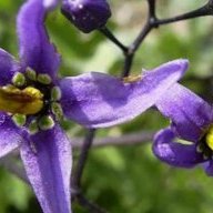 SeekingNightshade