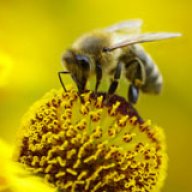 Beekeeper89
