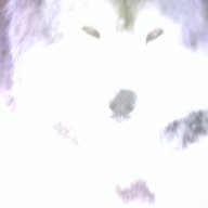 Threewolves