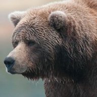 BigBurlyBear