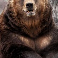 HarryBear