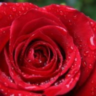 Rose317