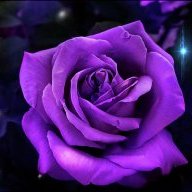 GhostOfARose