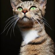 SirPercival