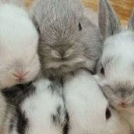 BunBumWhorde