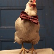 Henwithtie