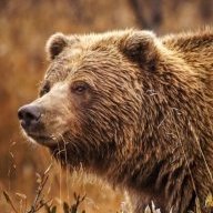 Grizzlee