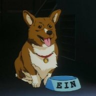 Corgidoctor