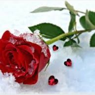 Snowrose