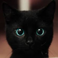 Cassie_the_Kitten