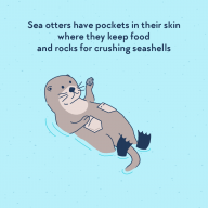 OttersPocket
