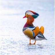 ScottishDuck