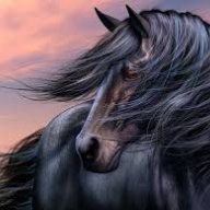 Black_Stallion