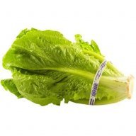 Lilbitoflettuce