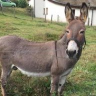 DonkeyDickDon