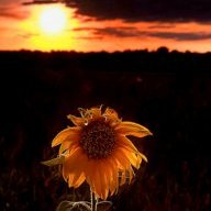 SunflowerShadows