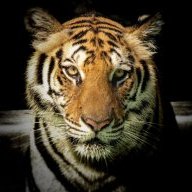 Wild24