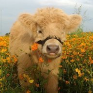 baby_cow