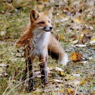 FoxyWolf
