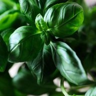 BisexualBasil