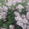 GardenersinLove