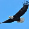 Tom_the_Eagle2