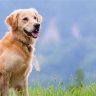 MansBestFriend