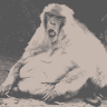 Touchey_The_Monkey