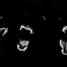 CatGhoul