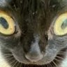 MewMew