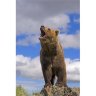 Bear79