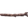 MrShannonite