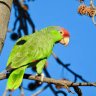 Parrot12