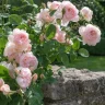 Annaflower_