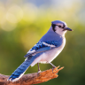 Blue-Jay