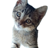 tsunamy877