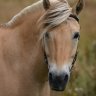maretostallion